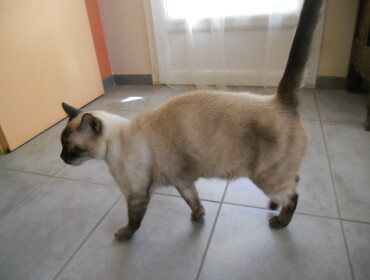 Chat perdu à Valréas 84600 : Ikar, Siamois