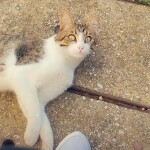 Chat perdu à Apt 84400 : Tchotcho, Chat de gouttière