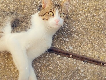 Chat perdu à Apt 84400 : Tchotcho, Chat de gouttière