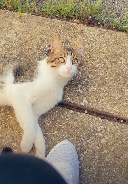 Chat perdu à Apt 84400 : Tchotcho, Chat de gouttière