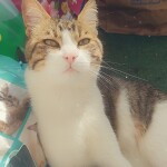 Chat perdu à Apt 84400 : Tchotcho, Chat de gouttière