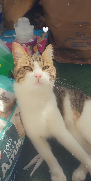 Chat perdu à Apt 84400 : Tchotcho, Chat de gouttière