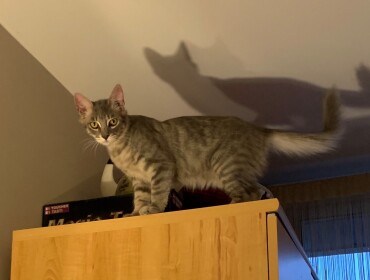 Chat perdu à Fontenay-sous-Bois 94120 : Meiko, Croisé