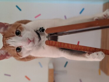 Chat perdu à Fontenay-aux-Roses 92260 : Milo, Croisé