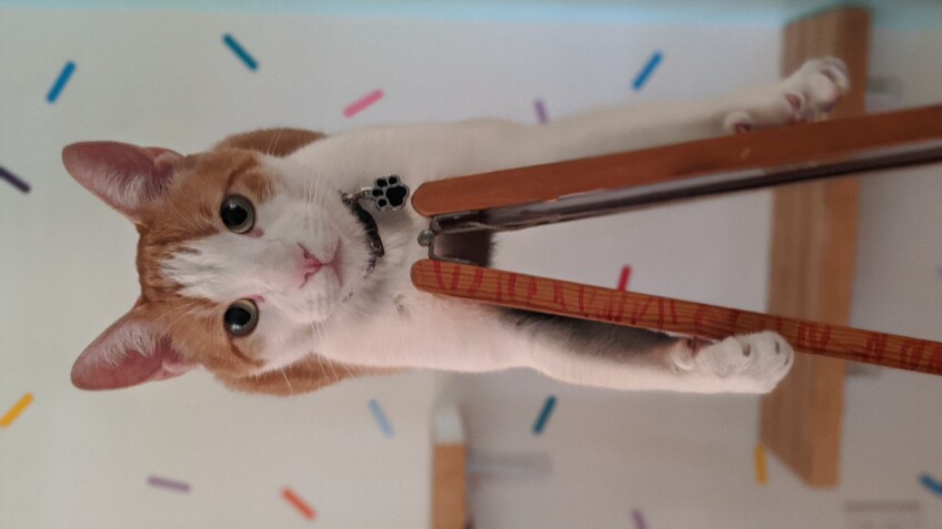 Chat perdu à Fontenay-aux-Roses 92260 : Milo, Croisé