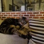 Chat perdu à Moussan 11120 : Mimine, Chat de gouttière