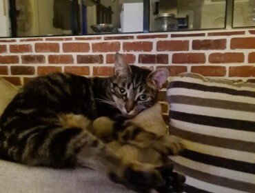 Chat perdu à Moussan 11120 : Mimine, Chat de gouttière