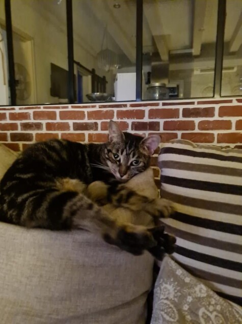 Chat perdu à Moussan 11120 : Mimine, Chat de gouttière