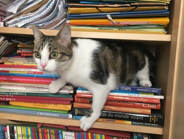 Chat perdu à Bayonne 64100 : Cosmo, Chat de gouttière