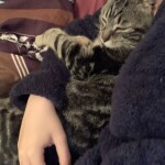 Chat perdu à Moussan 11120 : Mimine, Chat de gouttière