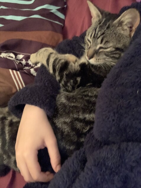 Chat perdu à Moussan 11120 : Mimine, Chat de gouttière