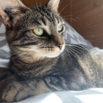 Chat perdu à Moussan 11120 : Mimine, Chat de gouttière