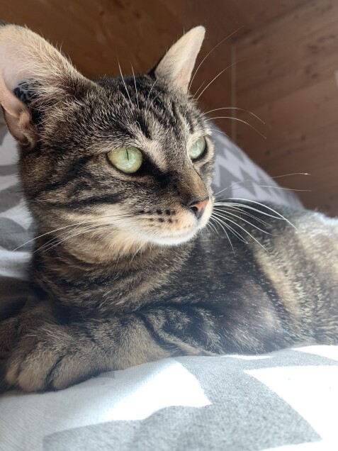 Chat perdu à Moussan 11120 : Mimine, Chat de gouttière