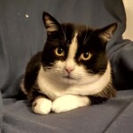 Chat perdu à Pagny-sur-Moselle 54530 : emma, Européen