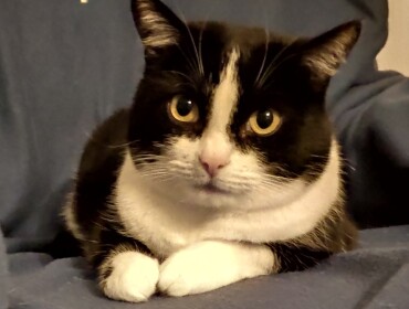 Chat perdu à Pagny-sur-Moselle 54530 : emma, Européen