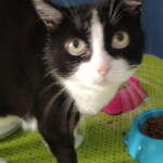 Chat perdu à Pagny-sur-Moselle 54530 : emma, Européen