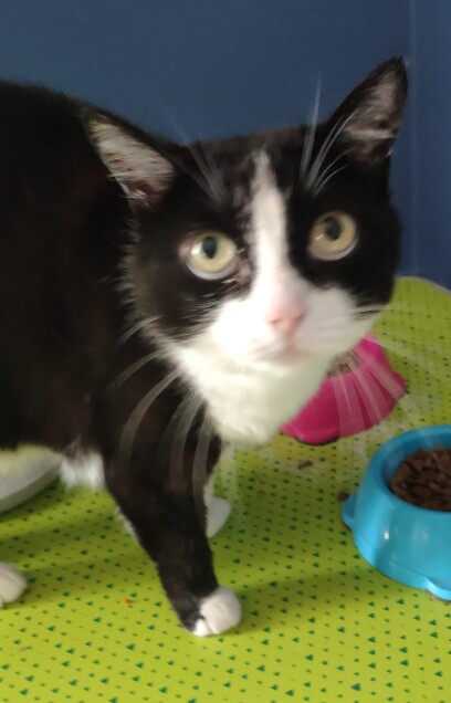 Chat perdu à Pagny-sur-Moselle 54530 : emma, Européen