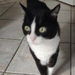 Chat perdu à Pagny-sur-Moselle 54530 : emma, Européen