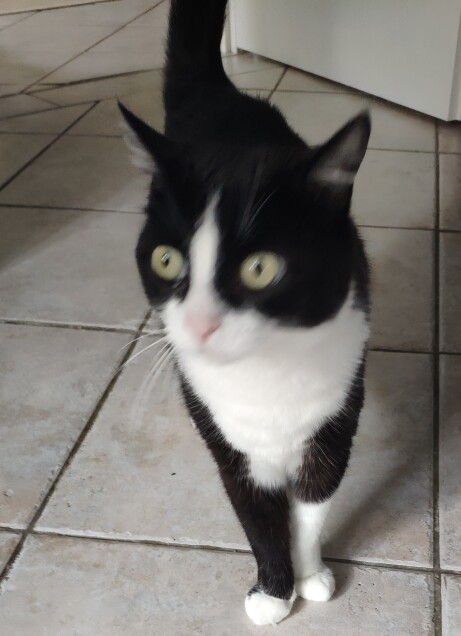 Chat perdu à Pagny-sur-Moselle 54530 : emma, Européen