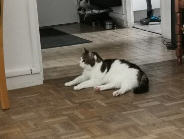 Chat perdu à Yerres 91330 : Sunny, Européen