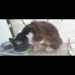 Chat trouvé à Boussy-Saint-Antoine 91800, Européen