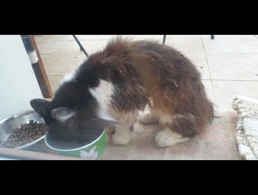 Chat trouvé à Boussy-Saint-Antoine 91800, Européen