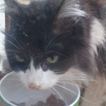 Chat trouvé à Boussy-Saint-Antoine 91800, Européen