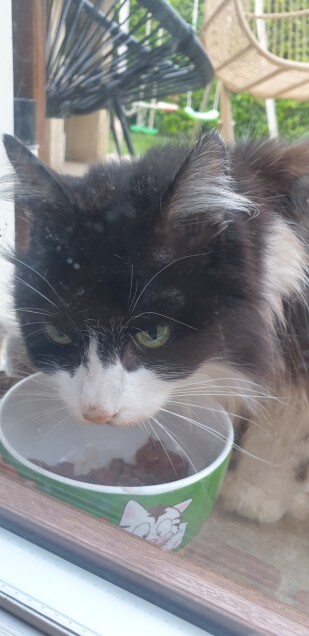 Chat trouvé à Boussy-Saint-Antoine 91800, Européen