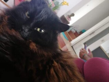 Chat perdu à Chelles 77500 : Kirikou, Chat de gouttière