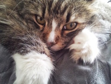 Chat perdu à Aix-en-Provence : minoush, Chat de gouttière