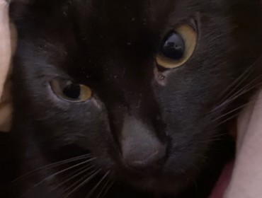 Chat perdu à Montreuil 93100 : Mimi, Européen