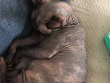 Chat perdu à Boussy-Saint-Antoine 91800 : Simone, Sphynx