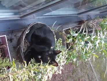 Chat perdu à Montreuil 93100 : Rodolphe, Européen