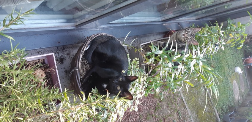 Chat perdu à Montreuil 93100 : Rodolphe, Européen