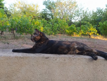 Chat perdu à Éguilles : Tim, Européen