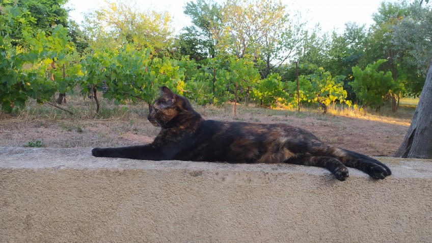 Chat perdu à Éguilles  : Tim, Européen