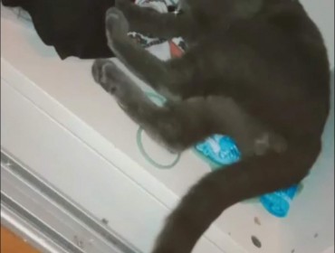 Chat perdu à Les Pavillons-sous-Bois 93320 : Loco, Chartreux