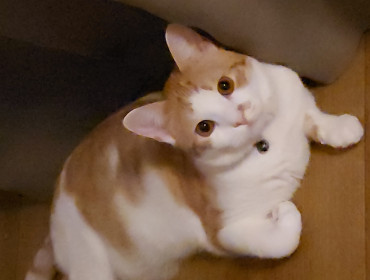 Chat perdu à Drancy 93700 : Brahms, Européen