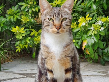 Chat perdu à Montreuil 93100 : Toby, Européen