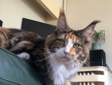 Chat perdu à Paris 75011 : Rory, Maine-Coon