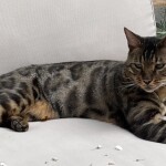 Chat perdu à Fontenay-sous-Bois  : Mowgly, Autre