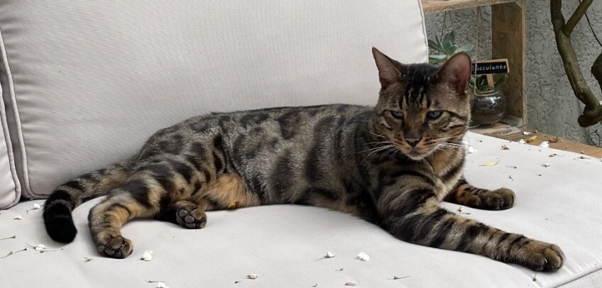 Chat perdu à Fontenay-sous-Bois  : Mowgly, Autre