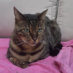 Chat perdu à Fontenay-sous-Bois  : Mowgly, Autre