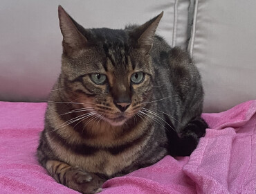 Chat perdu à Fontenay-sous-Bois : Mowgly, Autre