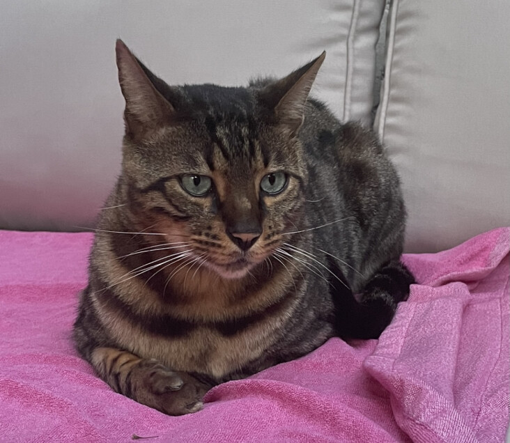 Chat perdu à Fontenay-sous-Bois  : Mowgly, Autre