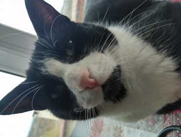 Chat perdu à Londigny 16700 : Max, Européen