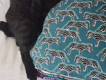 Chat perdu à Salles-sur-Mer 17220 : Baloo, Européen