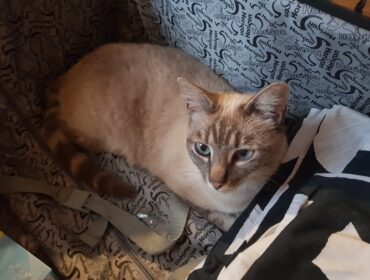 Chat perdu à Saint-Barnabé 22600 : Mewtan, Siamois