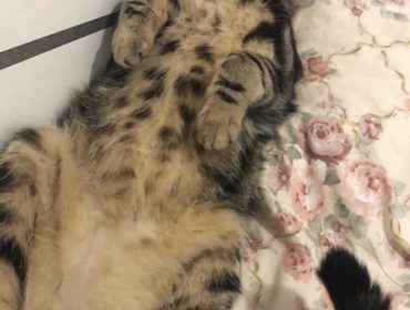 Chat perdu à Drancy 93700 : Simba, Européen