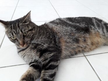 Chat perdu à Vienne-en-Val 45510 : NALA, Européen